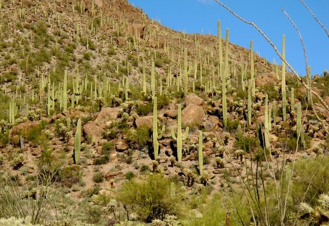 Saguaro National Forest