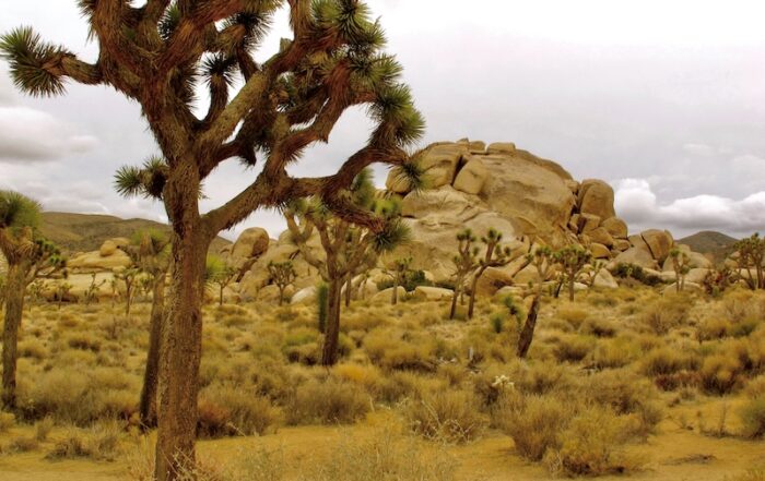 Joshua Tree